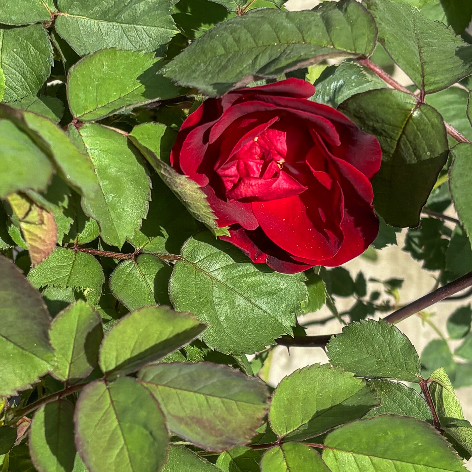 Rose, Emily Carr Red 2G