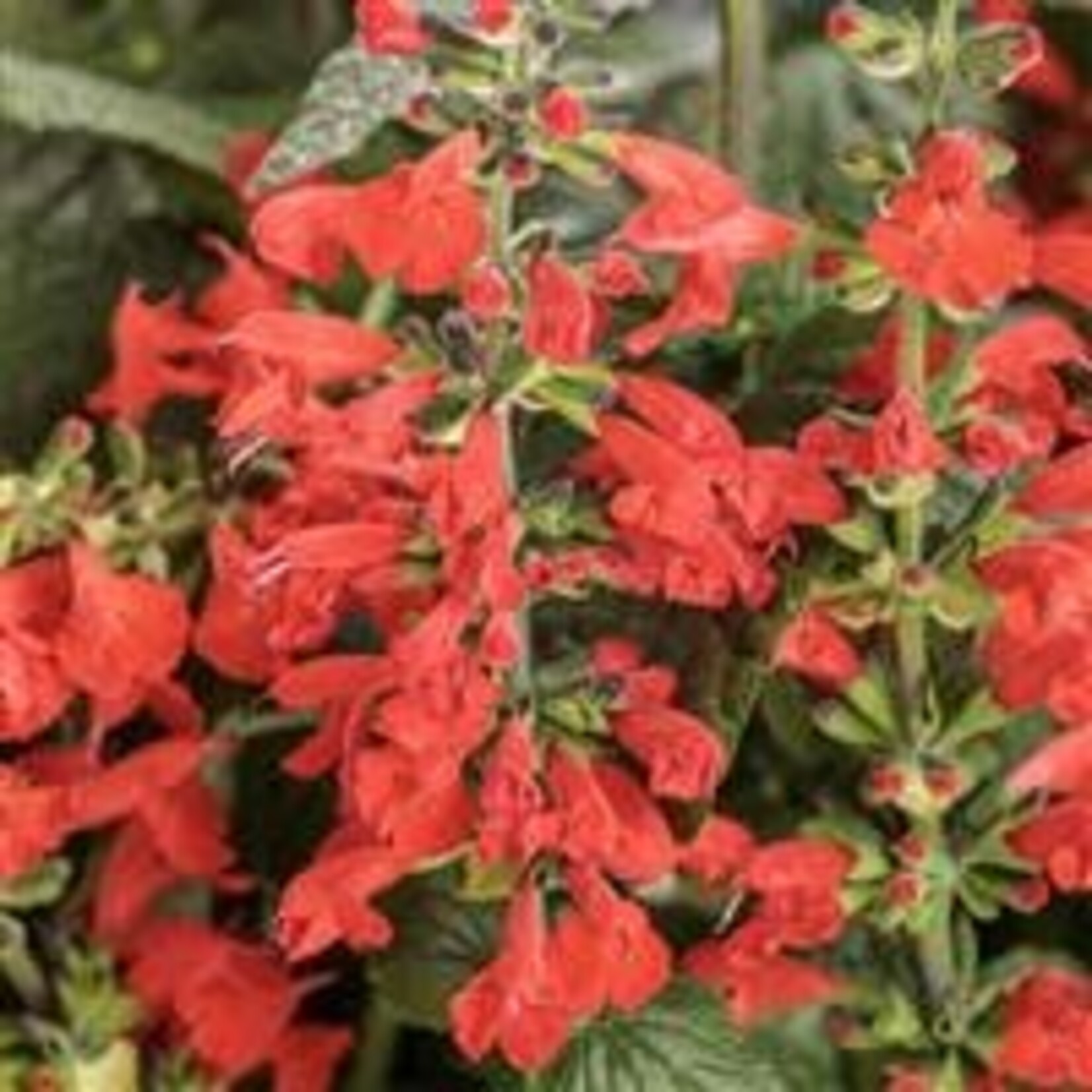 Salvia, Unplugged Red 4 in