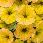 Petunia, Supertunia Honey 1G