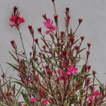 Gaura, Bantam Iris Pink 4 in