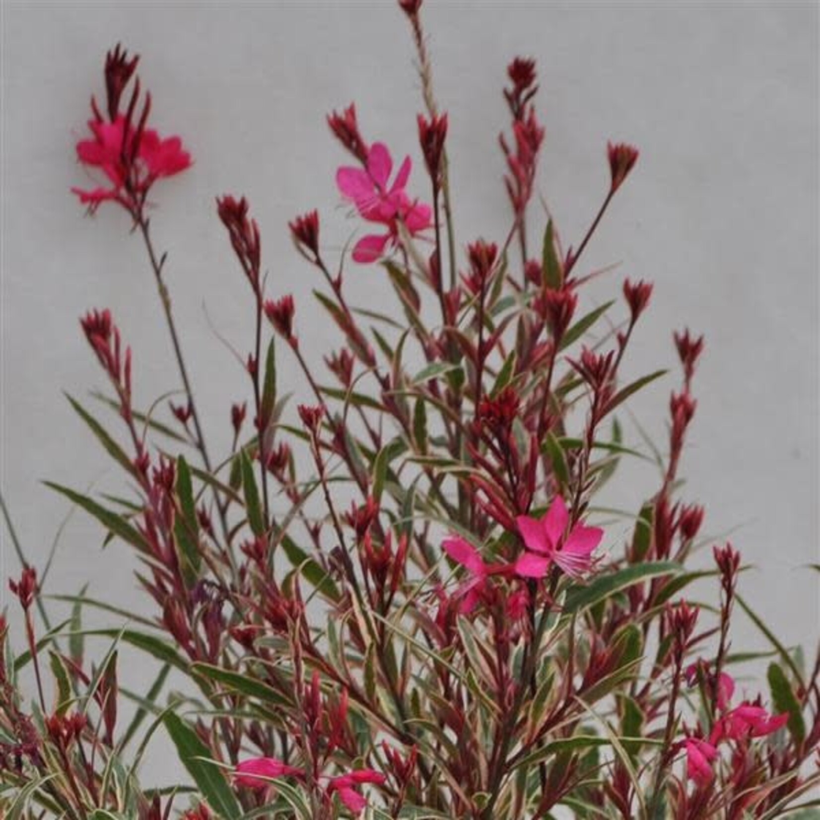 Gaura, Bantam Iris Pink 4 in