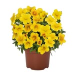 Calibrachoa, Bloomtastic Honey 1G