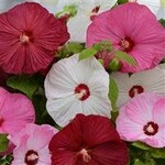 Lavatera, Mix 6-pak