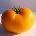 Tomato, Lemon Boy Plus 1G