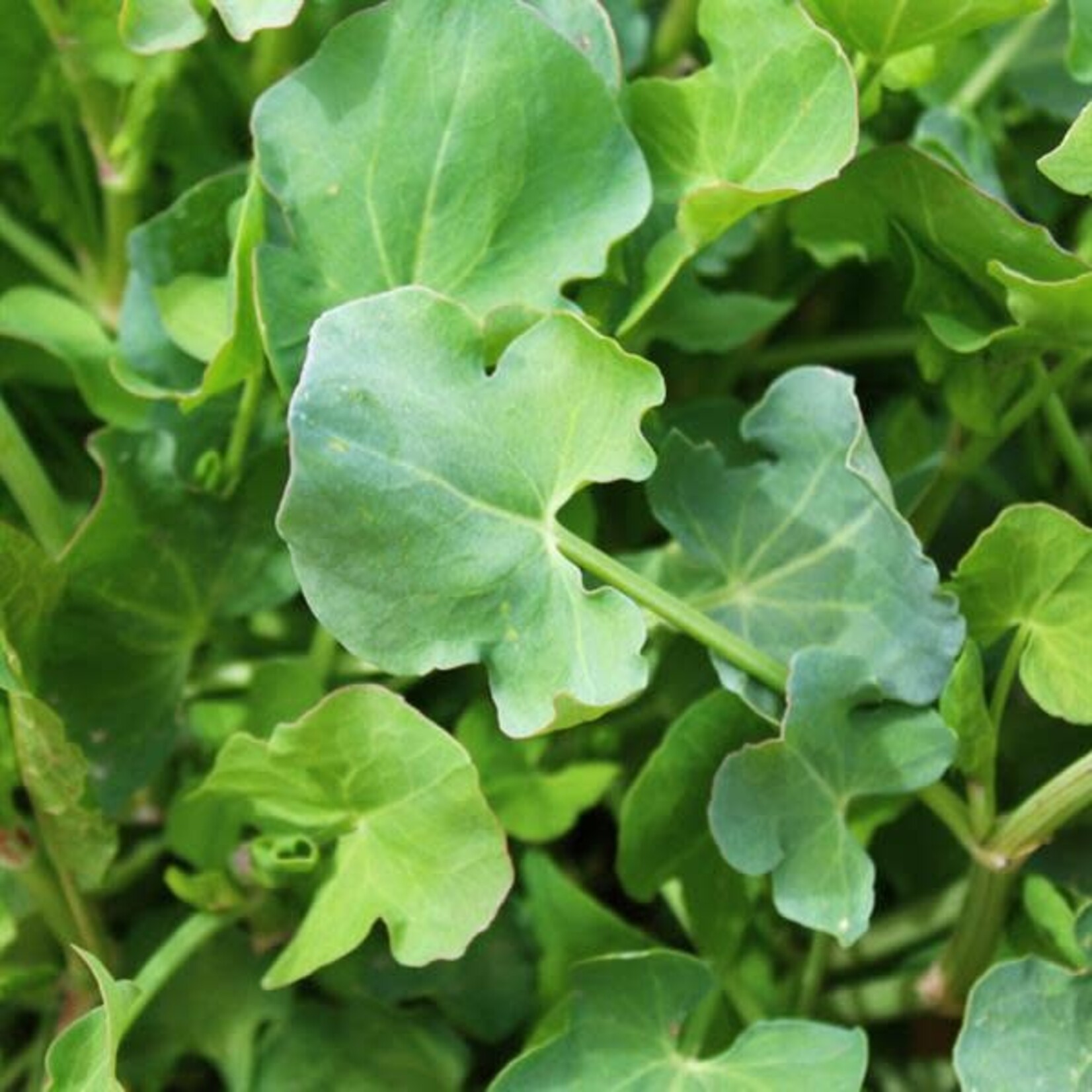 Herb, Sorrel French 4 in