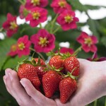 Strawberry, Toscana 1G