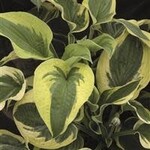 Hosta, Wide Brim 6 in
