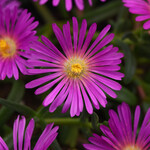 Delosperma, Ice Plant 1G