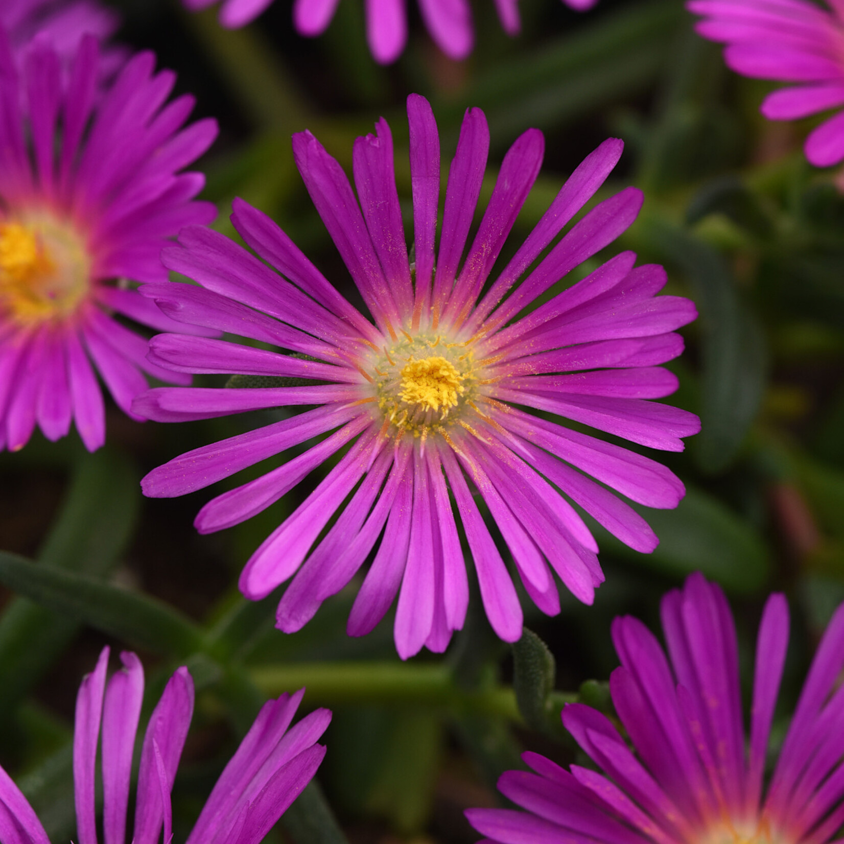 Delosperma, Ice Plant 1G