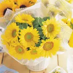 Seeds, Sunflower Sunrich Lime (West Coast Seeds)