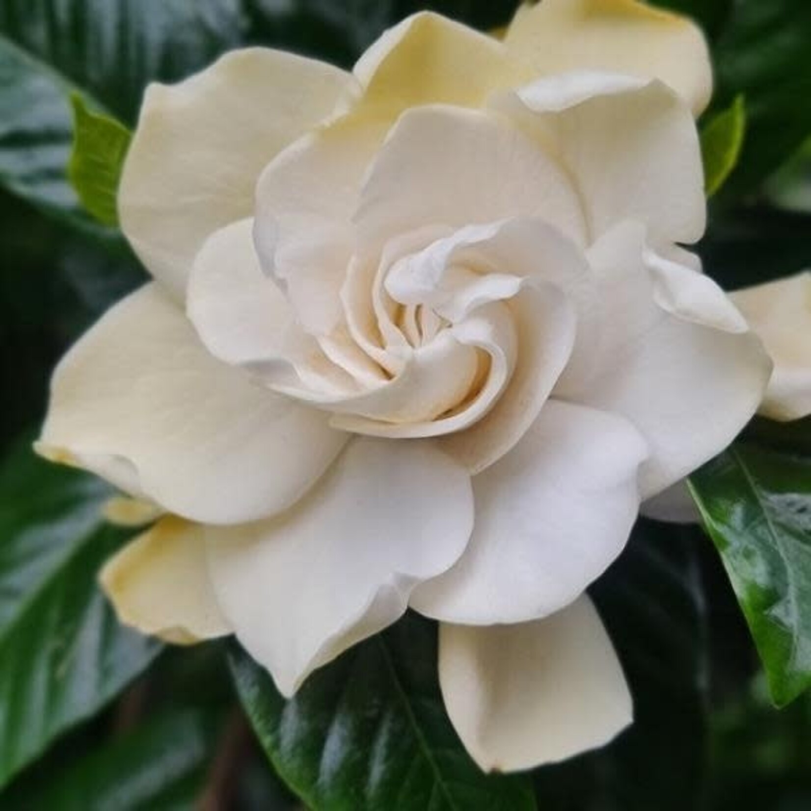 Gardenia, Standard 3G