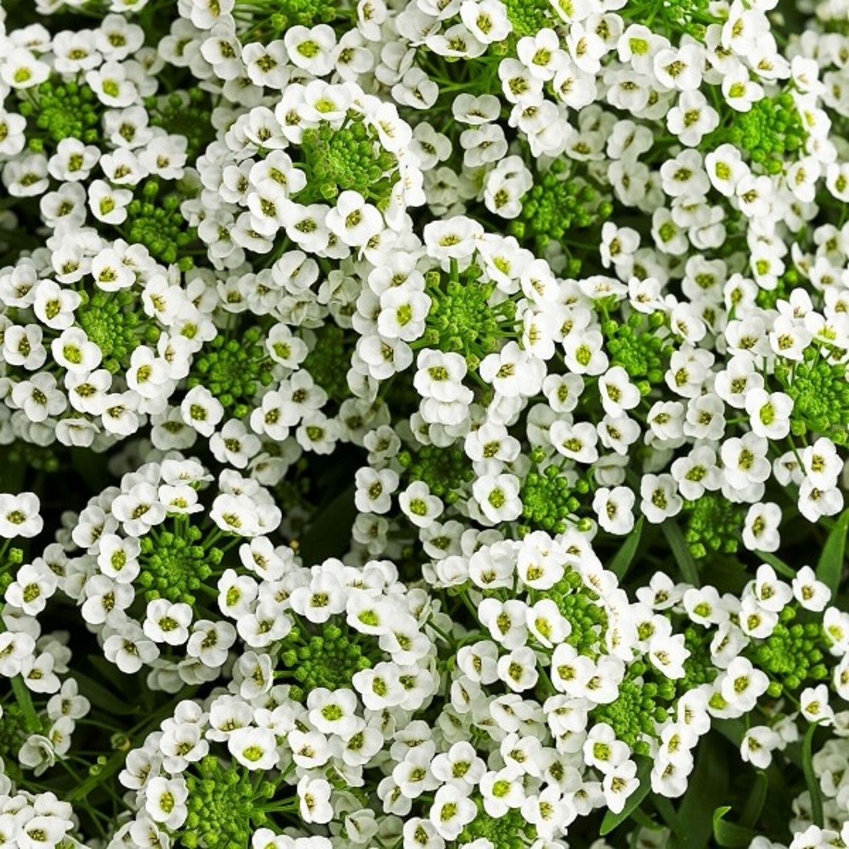 Lobularia, White Knight 4 in