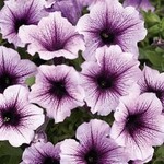 Petunia, Supertunia Bordeaux 4 in