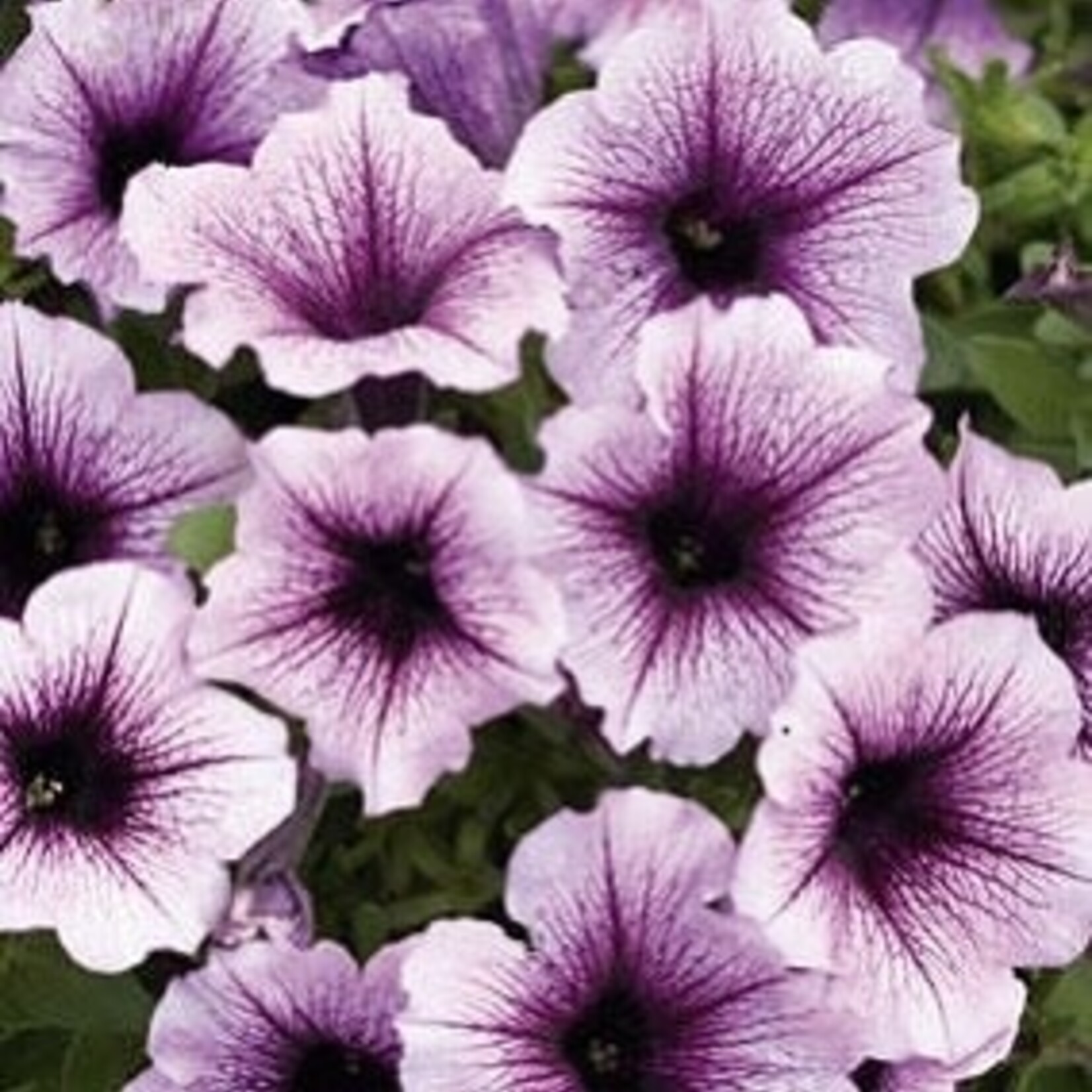 Petunia, Supertunia Bordeaux 4 in
