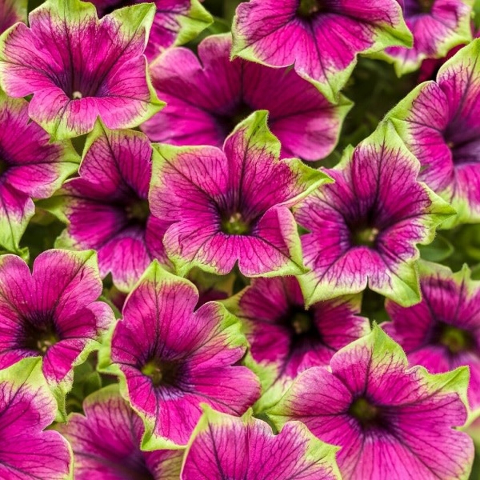 Petunia, Supertunia Picasso in Purple 1 G