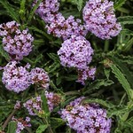 Verbena, Meteor Shower 1G