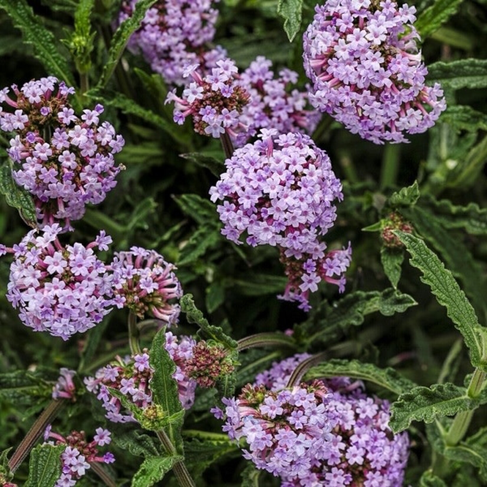 Verbena, Meteor Shower 1G