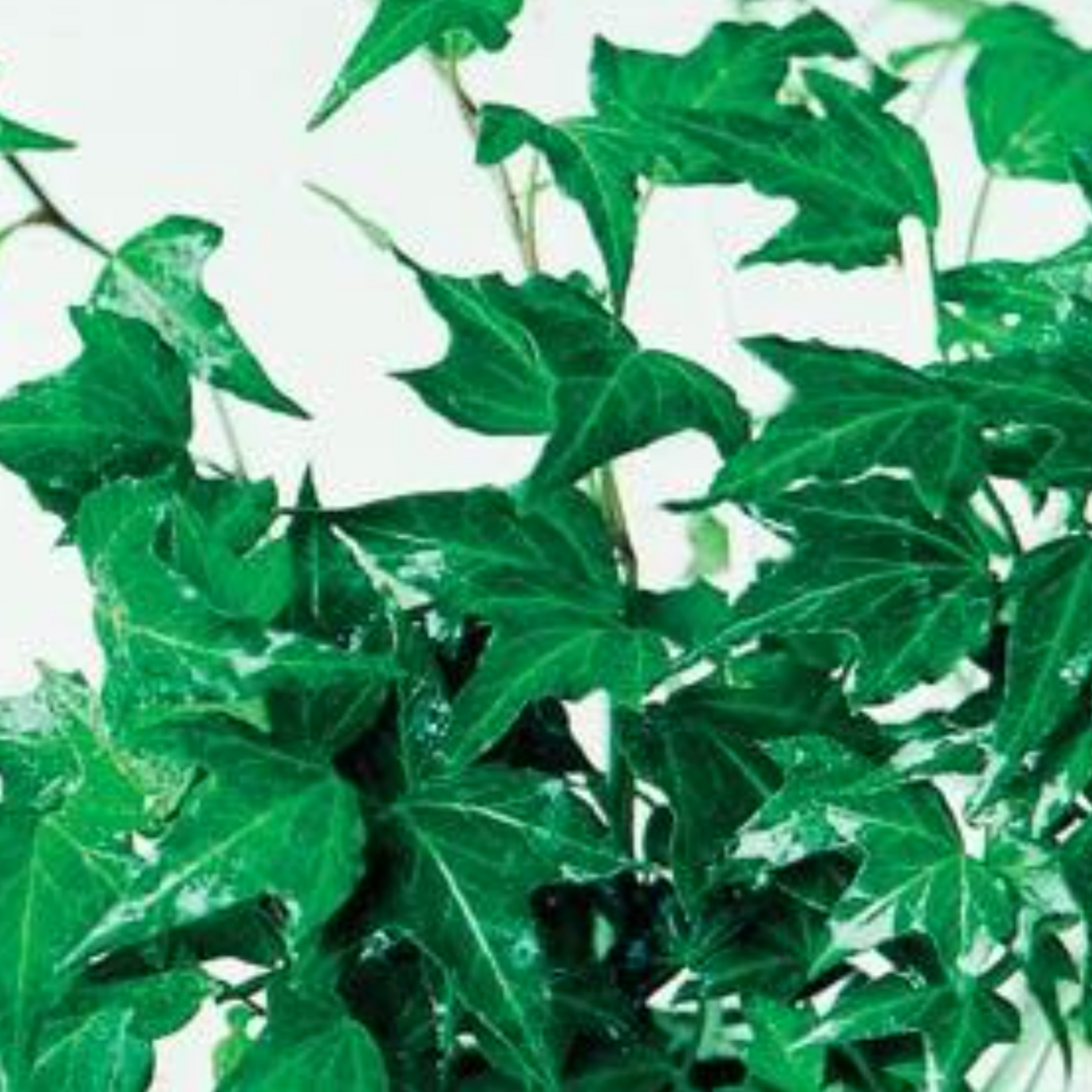 Hedera, English Needle Point 4 in