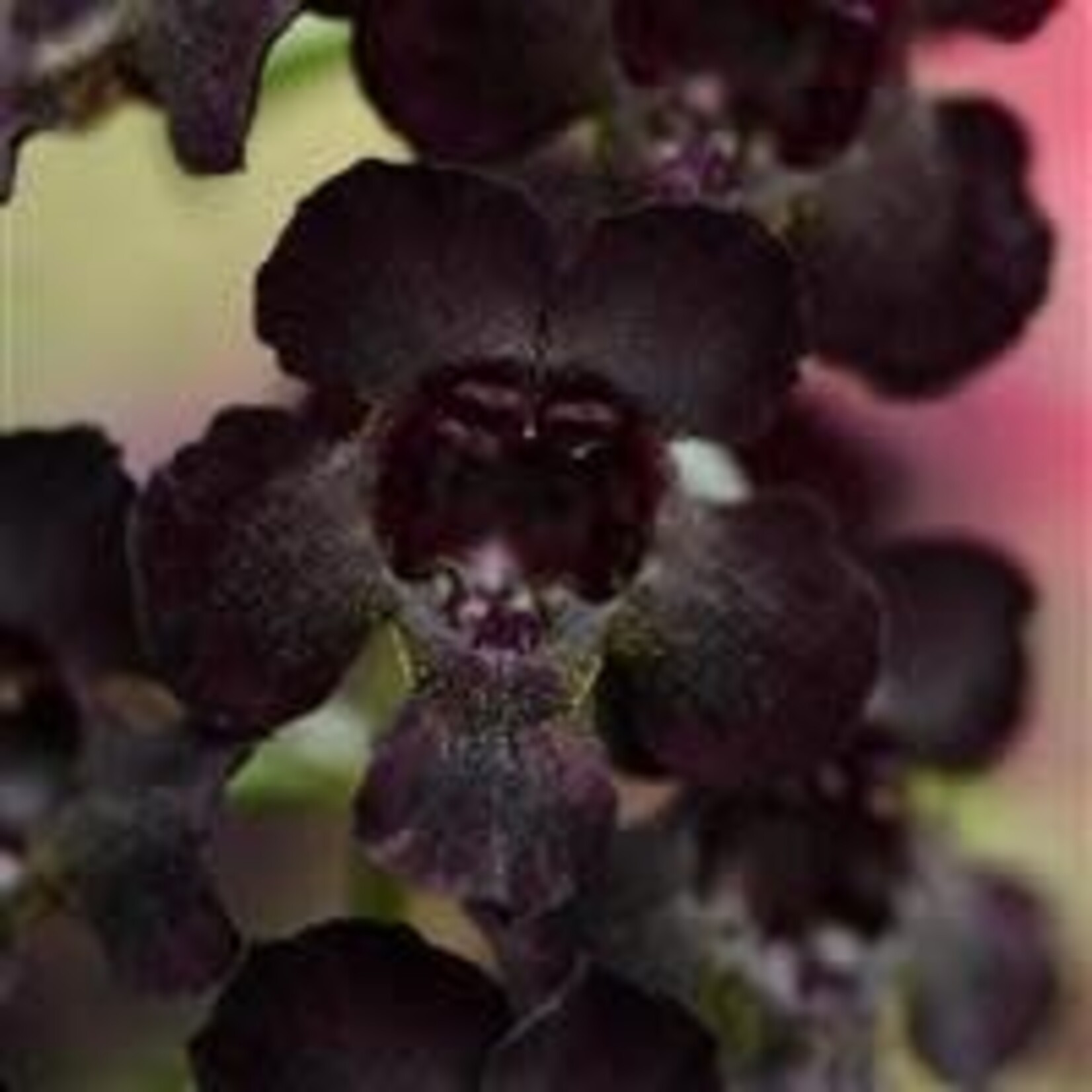 Angelonia, AngelFlare Black 4 in