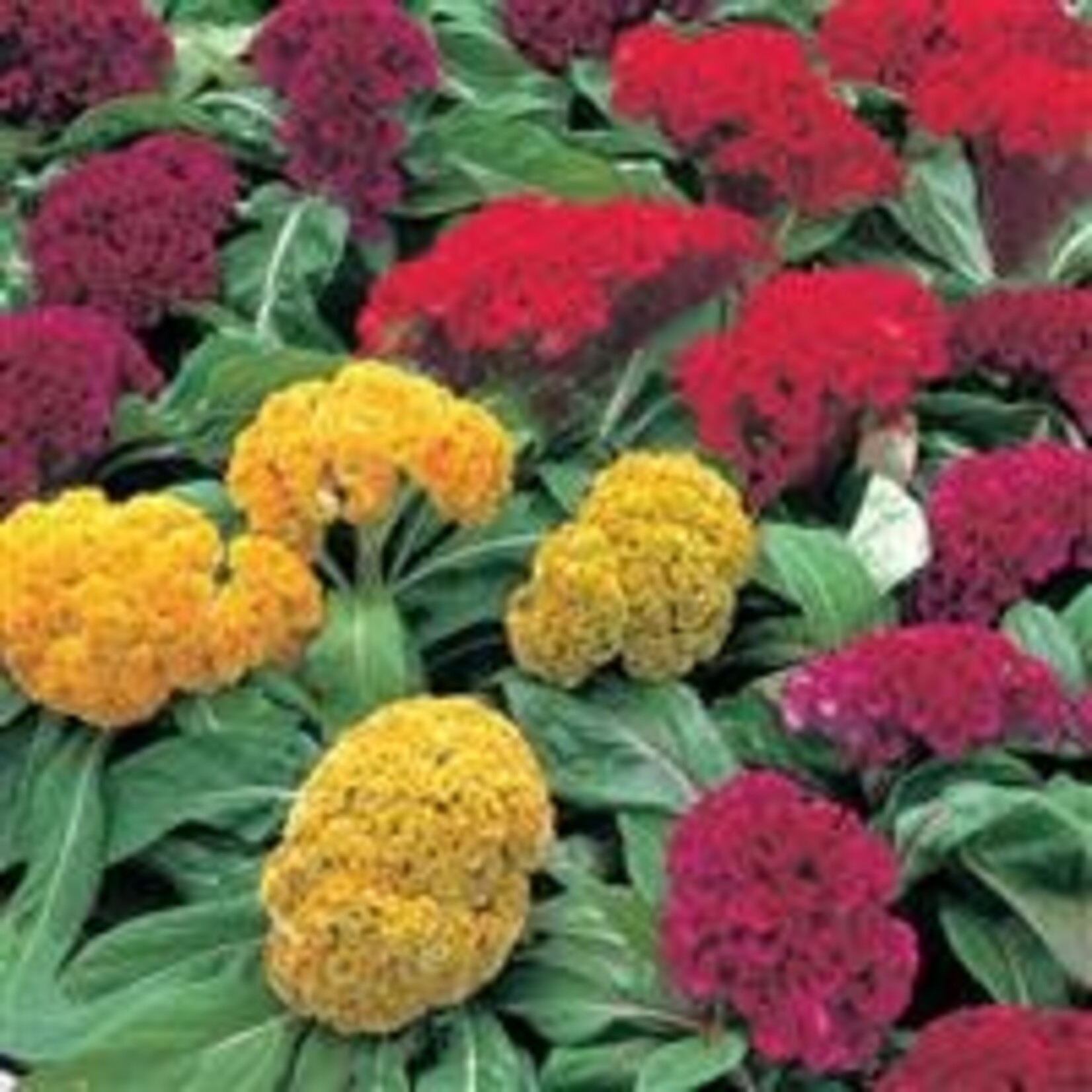 Celosia, Armor Mix 4 in