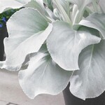 Senecio, Angel Wings 1G