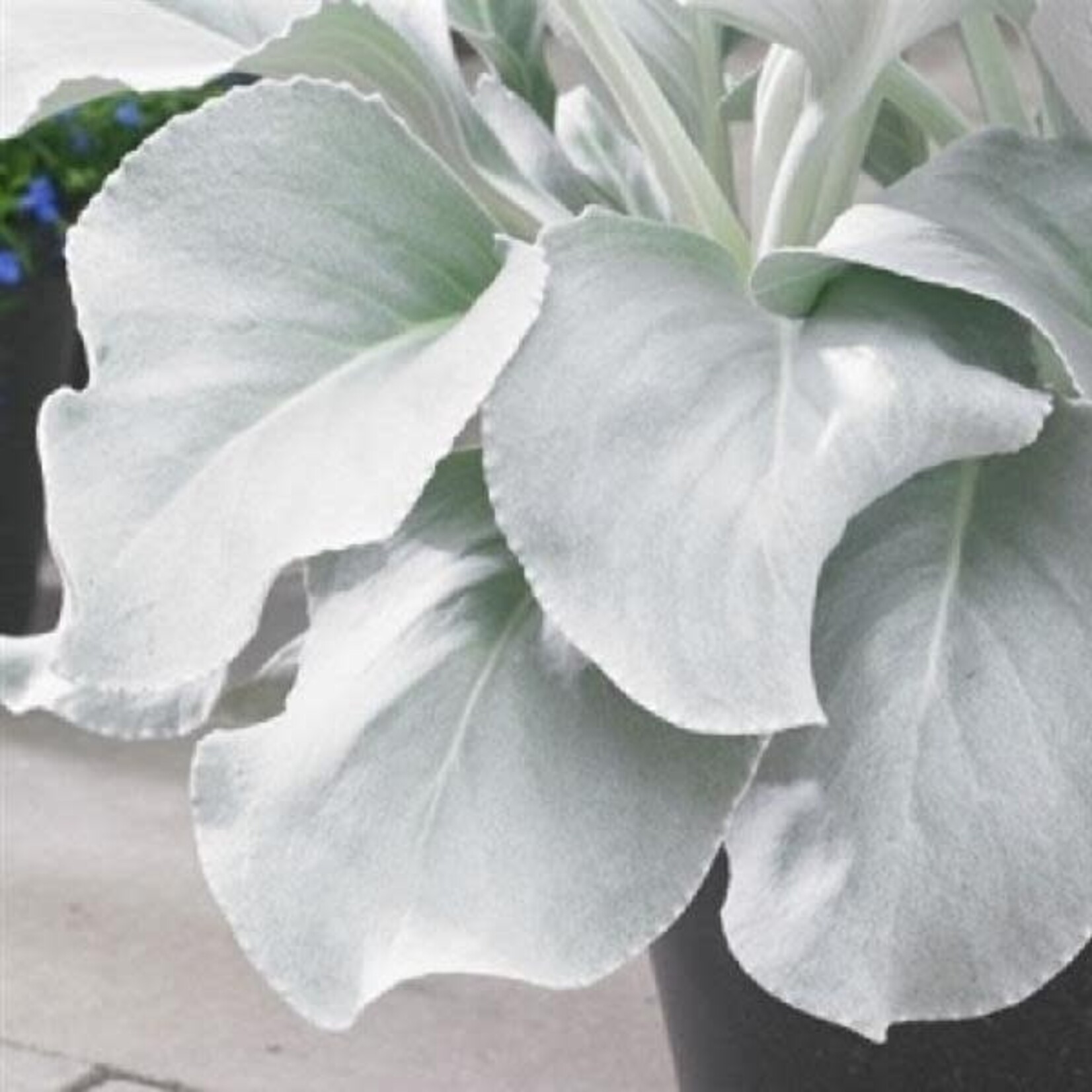 Senecio, Angel Wings 1G