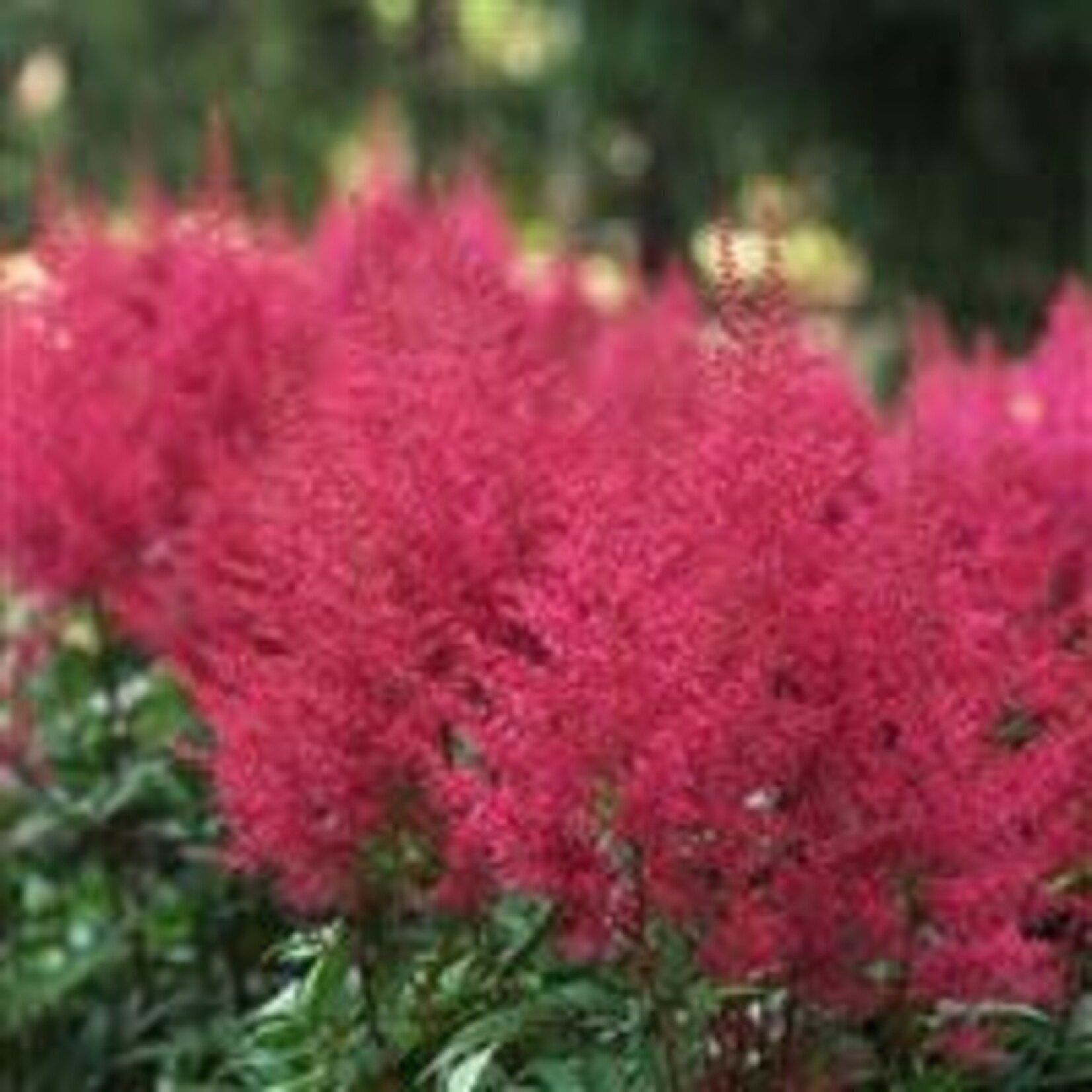 Astilbe, False Spirea Burgundy Red 6 in