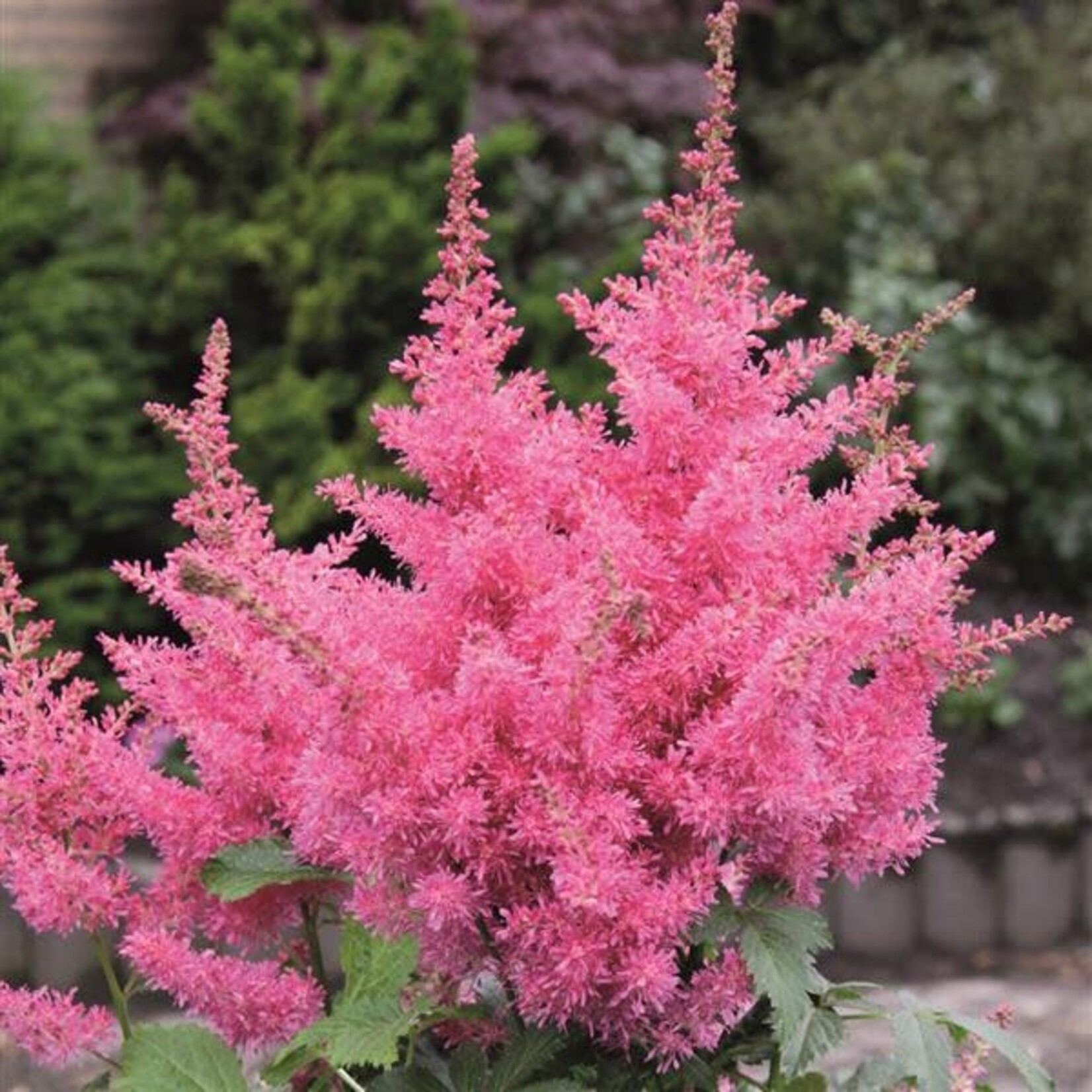 Astilbe, Drum and Bass 2G