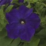 Petunia, Pretty Grand True Blue 4 in