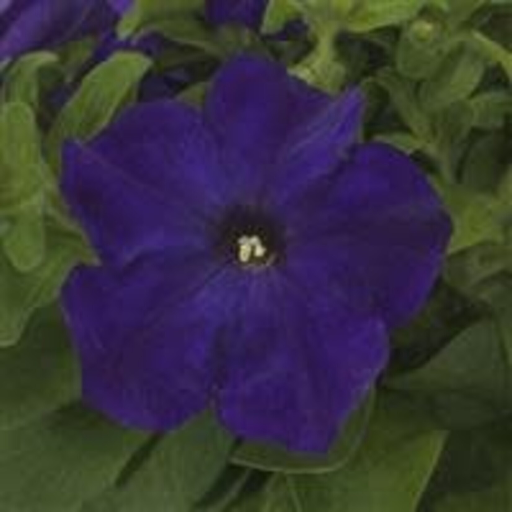 Petunia, Pretty Grand True Blue 4 in