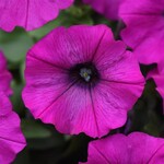 Petunia, Shock Wave Violet, 4 in
