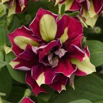 Petunia, Vogue Lemonberry 1G