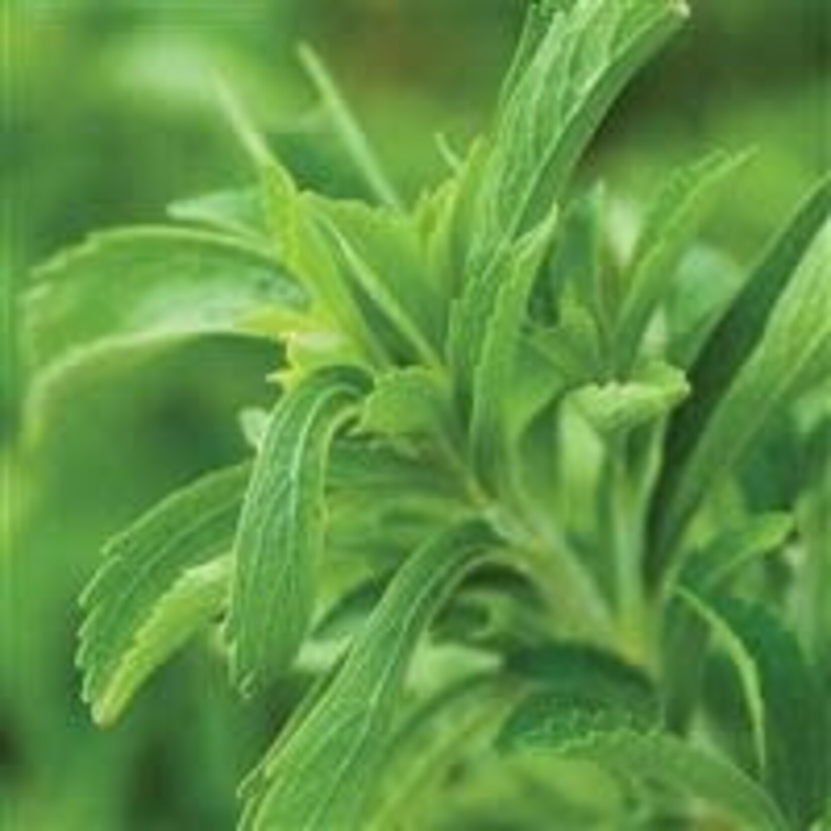 Herb, Stevia, Sweet Leaf 4 in