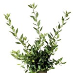 Herb, Bay Leaf 4 in