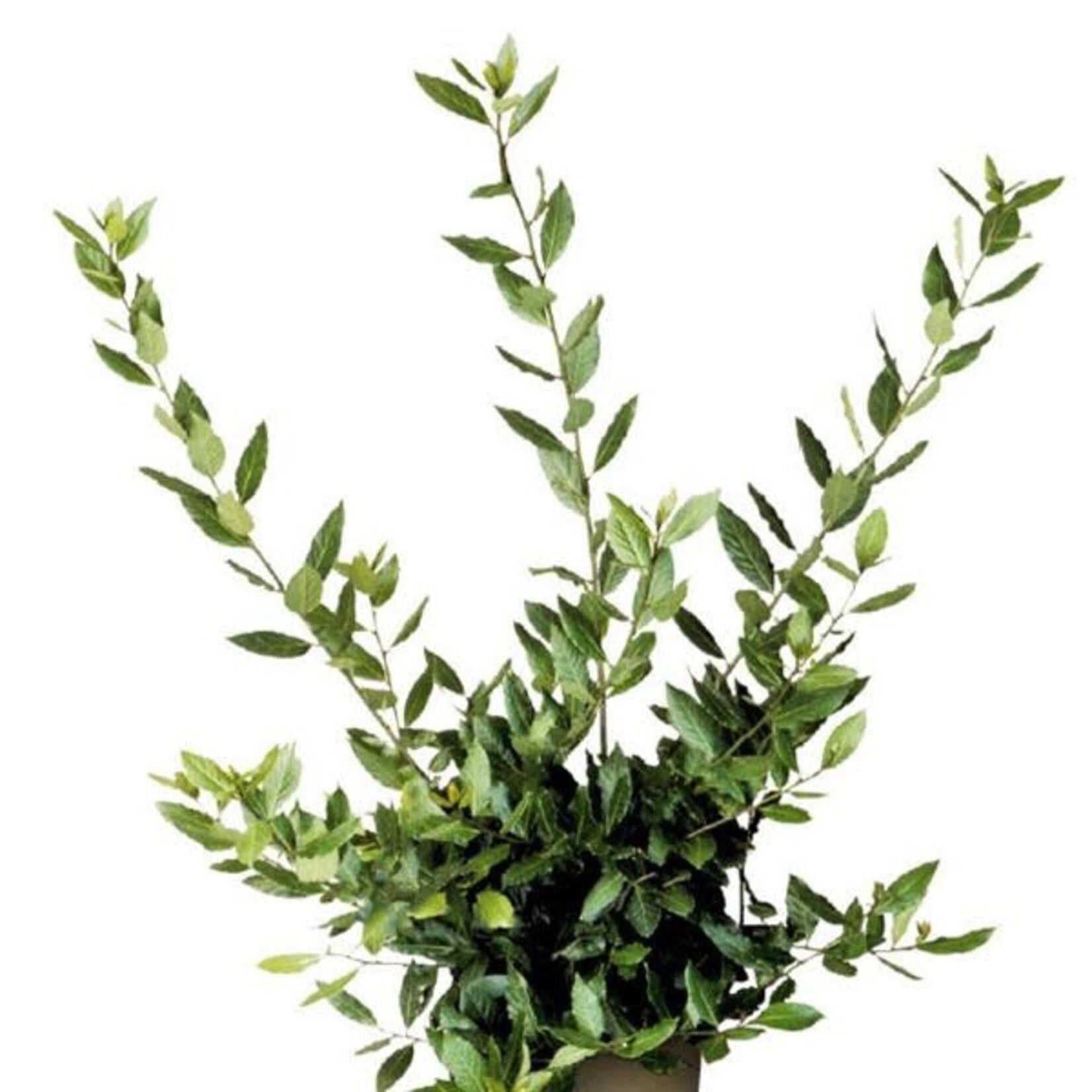 Herb, Bay Leaf 4 in