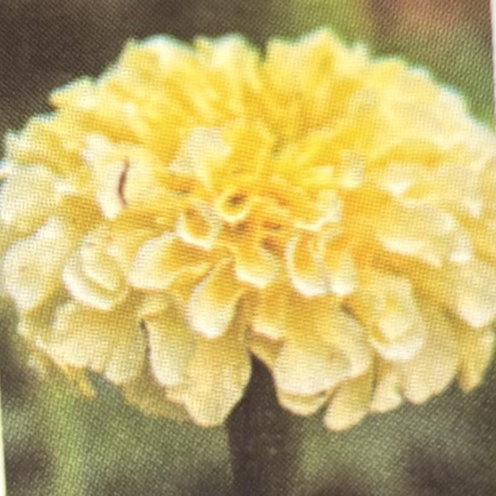 Marigold, French Buttercream 4 in