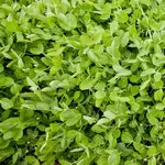 Seeds, Winter Field Peas (West Coast Seeds)