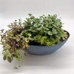 Succulent Planter, Mixed 15 in