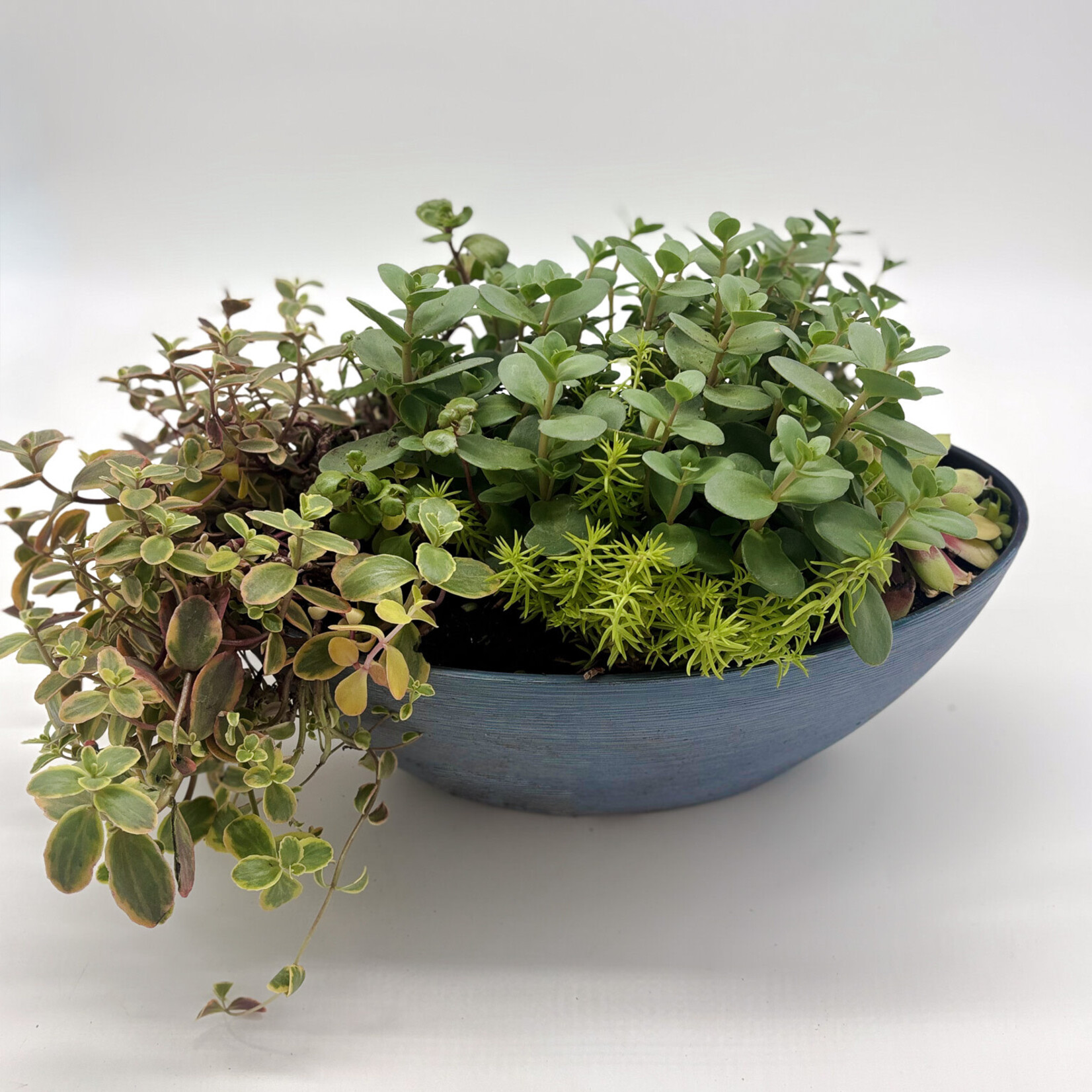 Succulent Planter, Mixed 15 in