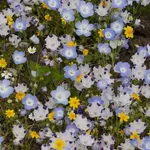 Seeds, Wildflowers Alternative Lawn Mix (West Coast Seeds)