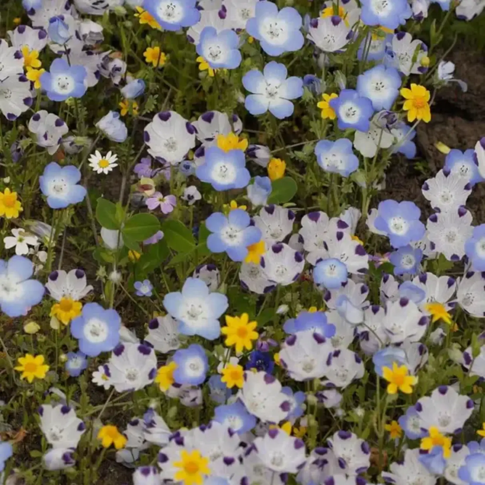 Seeds, Wildflowers Alternative Lawn Mix (West Coast Seeds)
