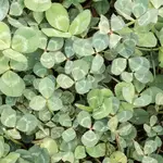 Seeds, Microclover Pelleted 50g (West Coast Seeds)