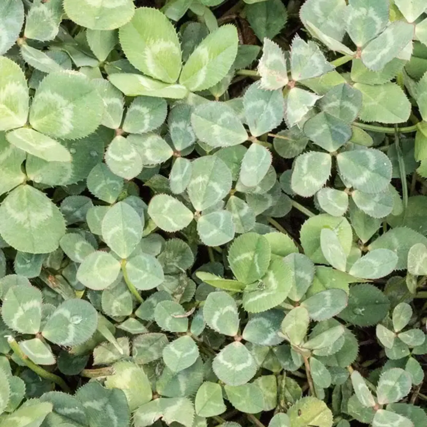 Seeds, Microclover Pelleted 50g (West Coast Seeds)