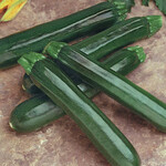 Seeds, Squash Summer Zucchini Noche F1 (West Coast Seeds)