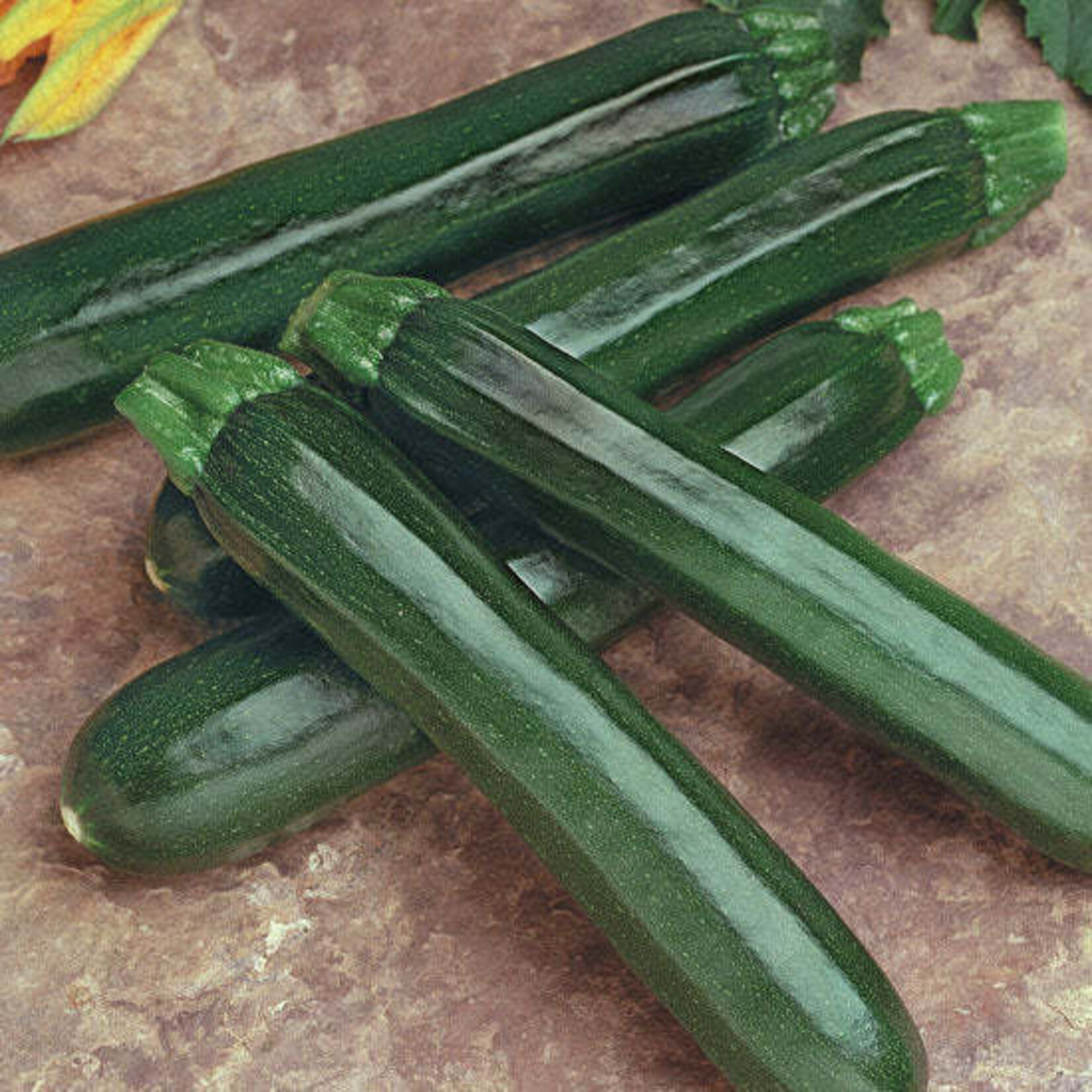 Seeds, Squash Summer Zucchini Noche F1 (West Coast Seeds)