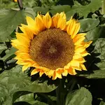Seeds, Sunflower Dwarf Sunspot (West Coast Seeds)