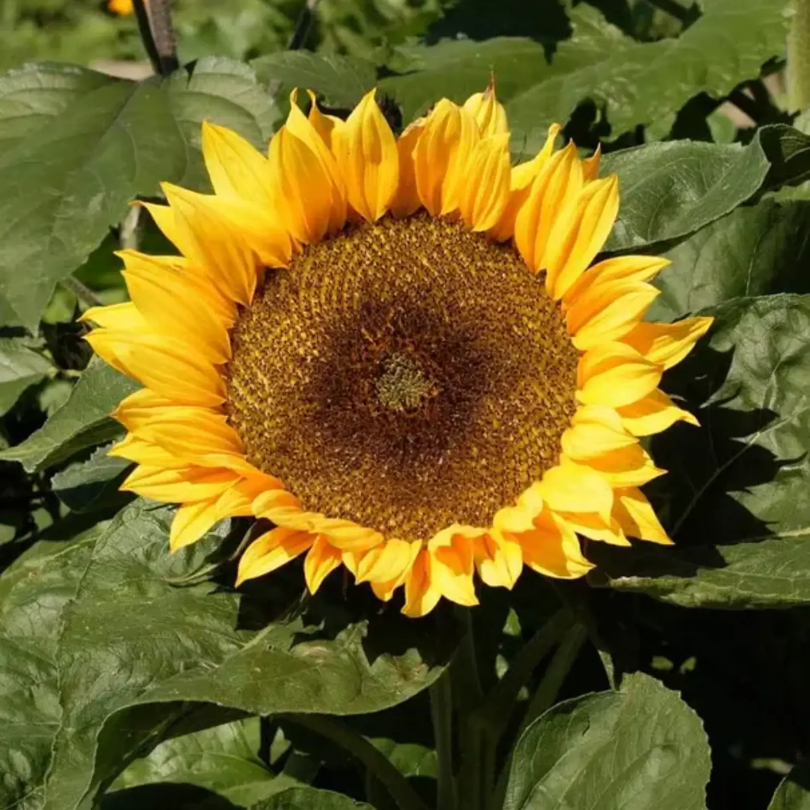 Seeds, Sunflower Dwarf Sunspot (West Coast Seeds)