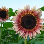 Seeds, Sunflower Procut Plum F1 (West Coast Seeds)