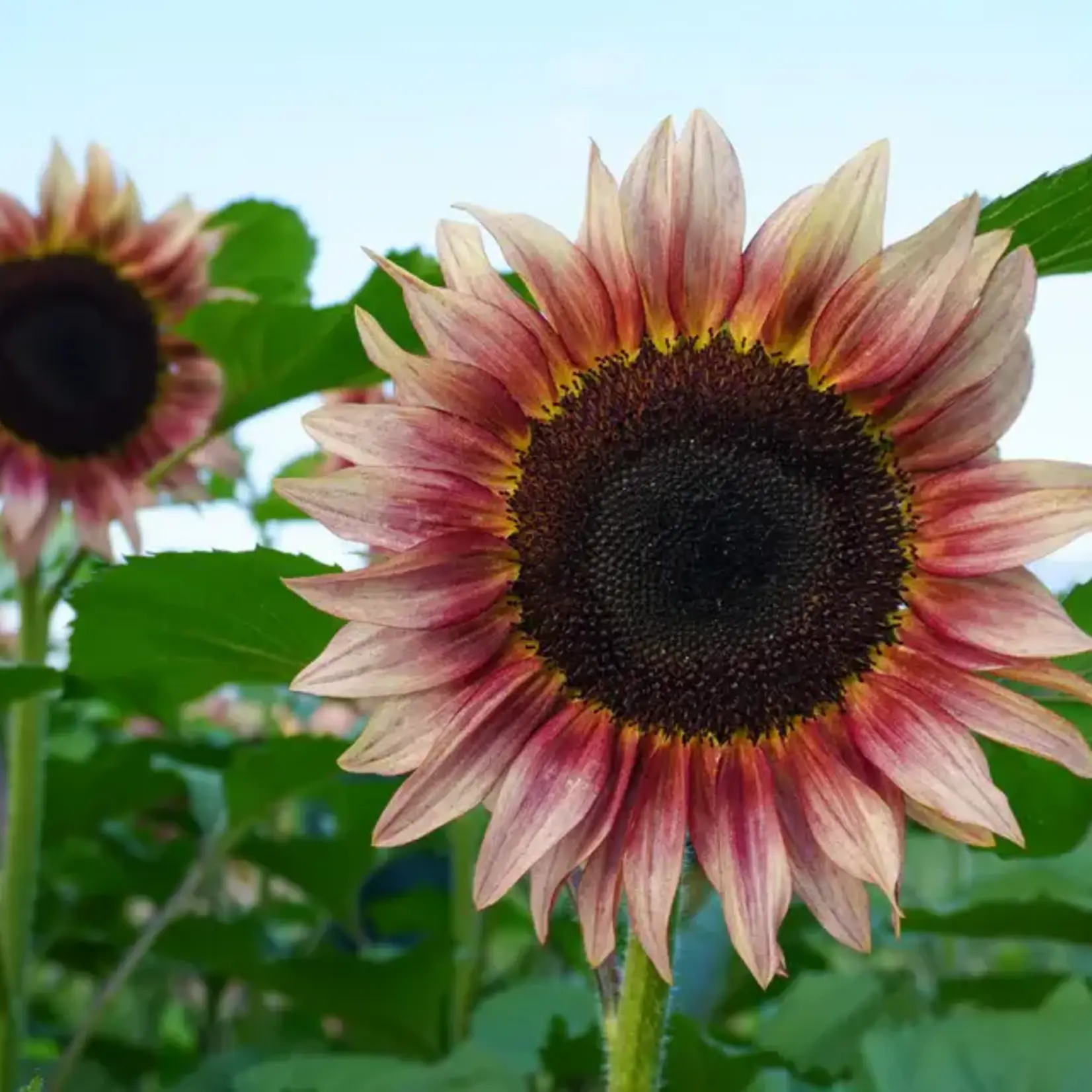 Seeds, Sunflower Procut Plum F1 (West Coast Seeds)