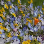 Seeds, Wildflowers Alternative Lawn Mix 50g (West Coast Seeds)